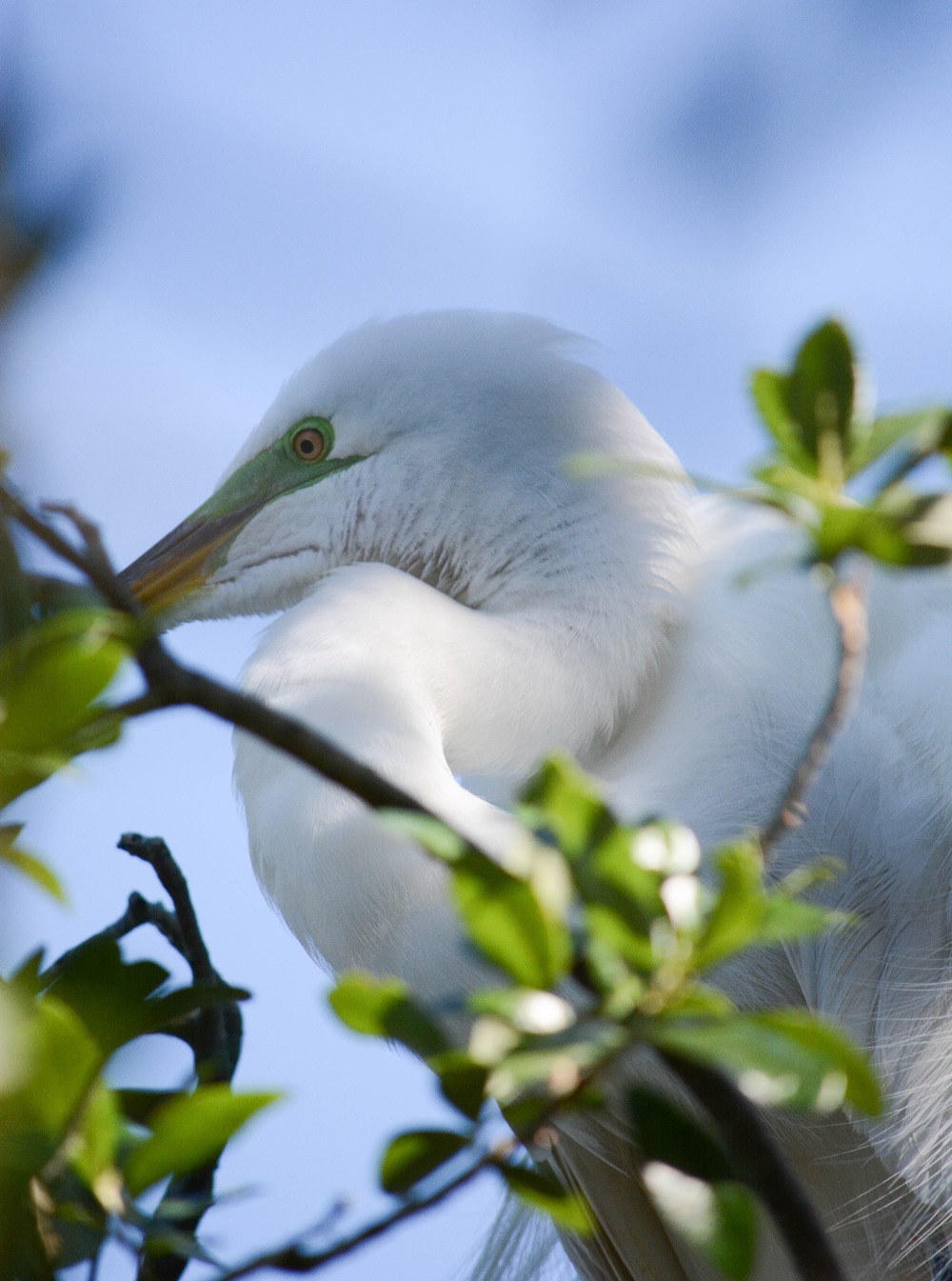 Florida's Birding and Photo Fest 2017